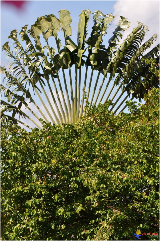 photo l arbre du voyageur