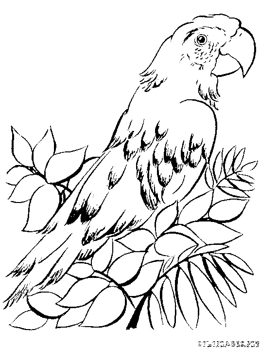 imprimer coloriage 1890 beau perroquet