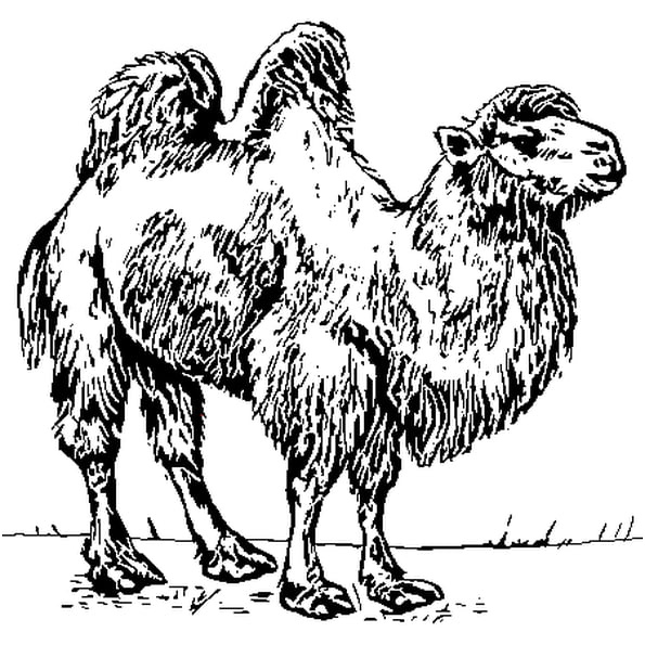 chameaux coloriage