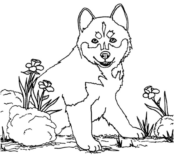 coloriage chien a imprimer gratuit