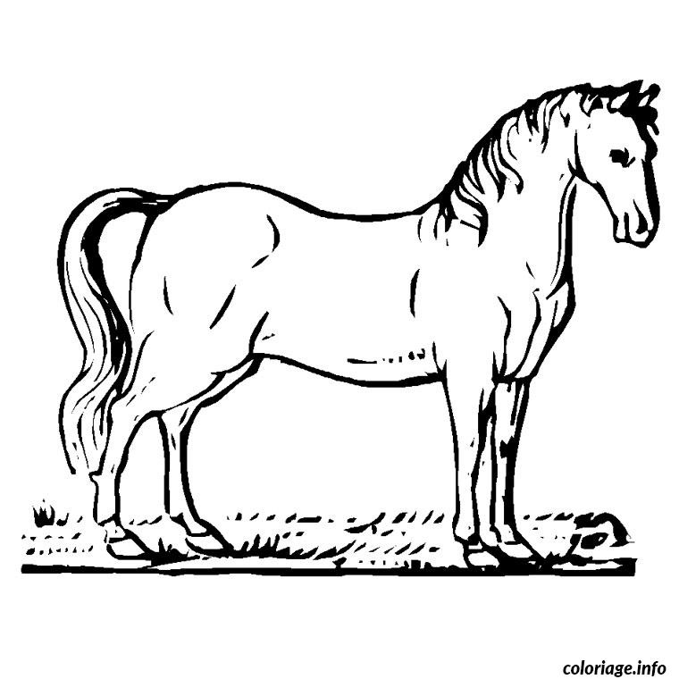 chevaux arabe coloriage 351