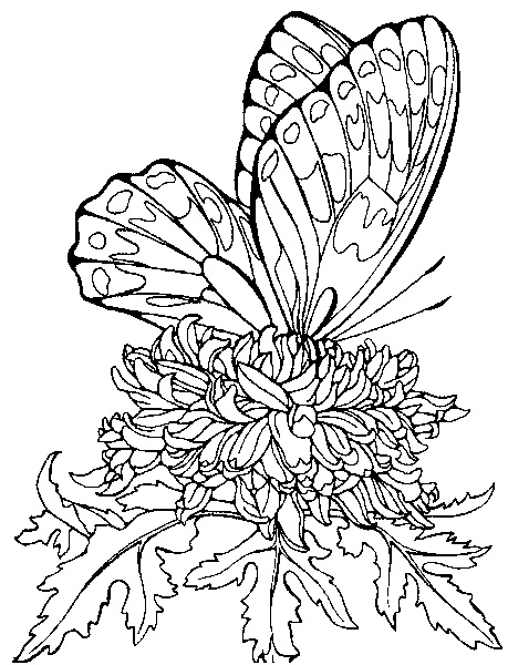 imprimer coloriage papillons a colorier