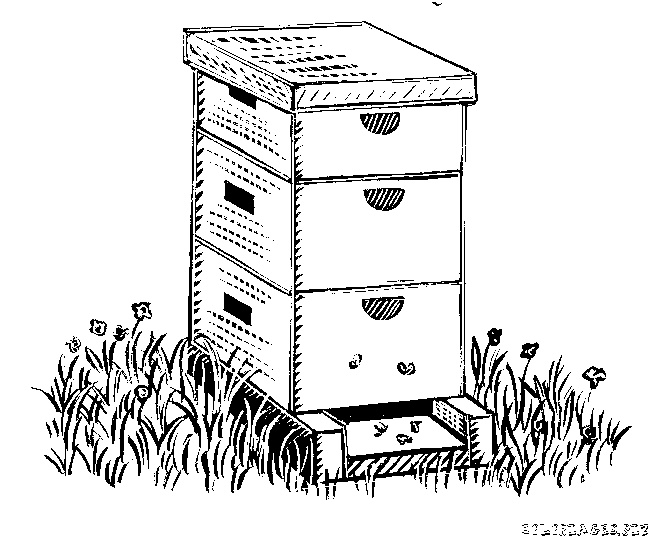 dessin abeille ruche yx19
