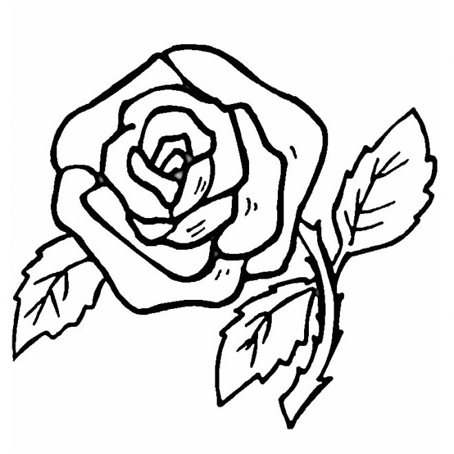 roses au crayon