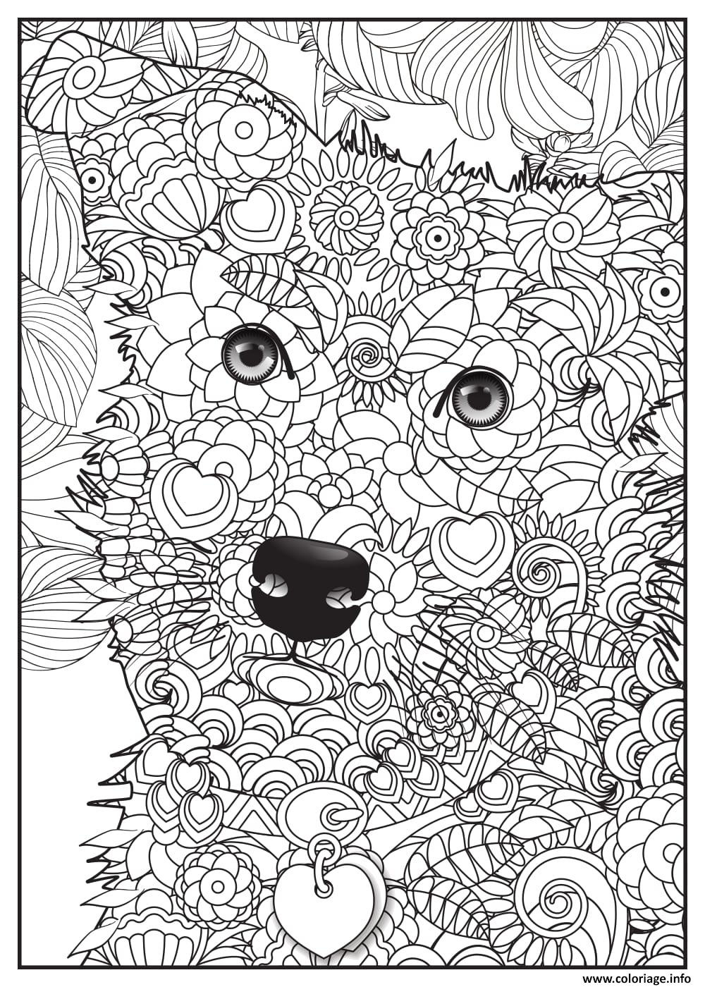 chien border collie adulte animaux coloriage dessin
