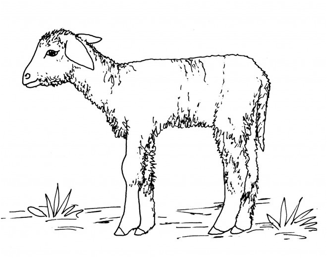 agneau petit 299
