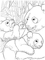 dessin de panda