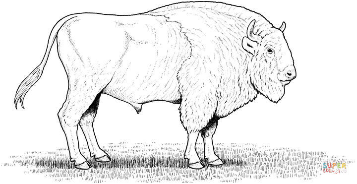 bison damerique du nord