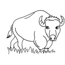bison a colorier