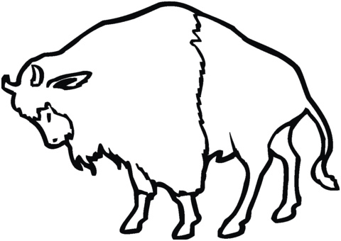 bison 1