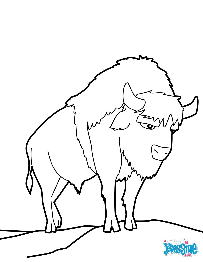 coloriage de bison