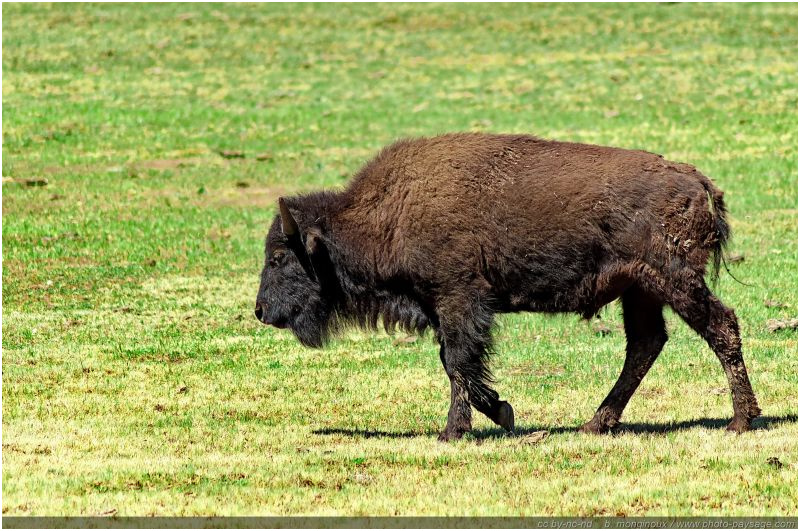 dessin bison et in n