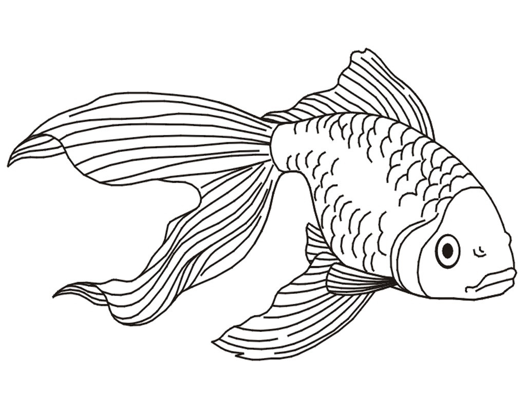 goldfish coloring pages 676f6c