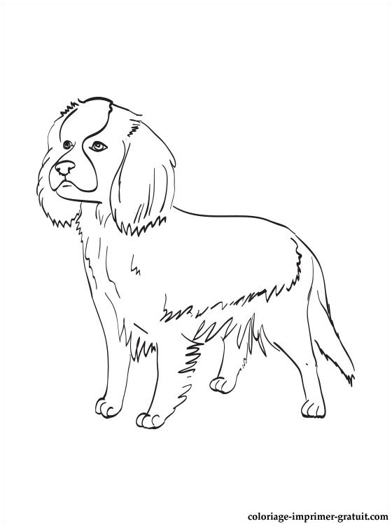coloriage cavalier king charles spaniel a imprimer