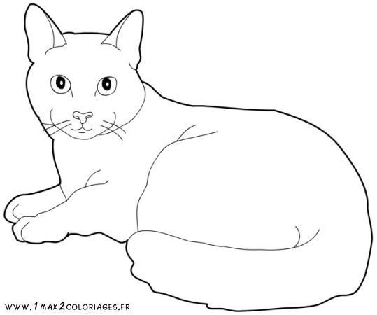 chat dessin a colorier
