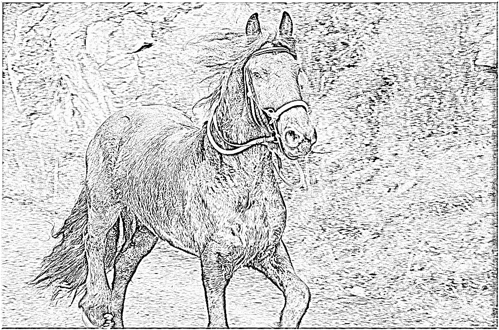 8933 coloriage cheval au galop a imprimer pour les 8115 cheval au galop coloriage dessin