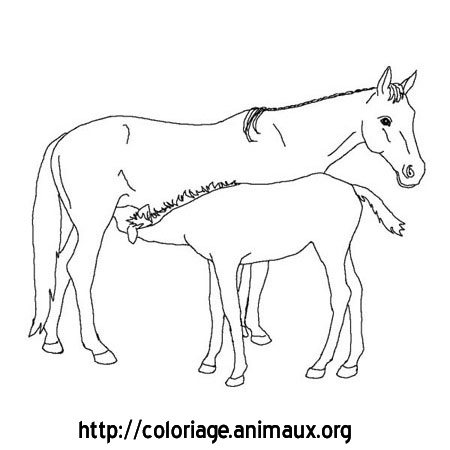 coloriage cheval et poulain