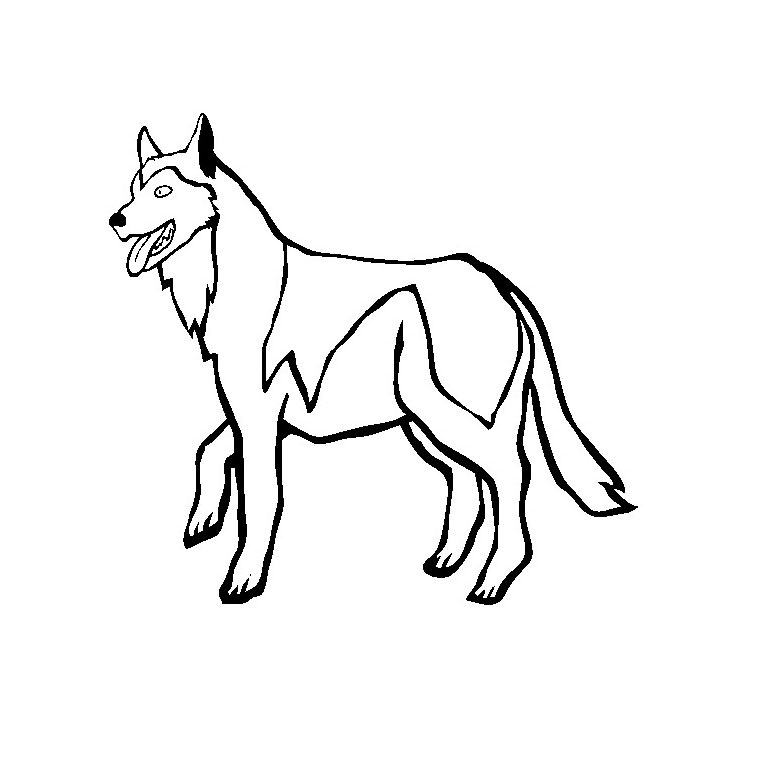 dessin de husky 9