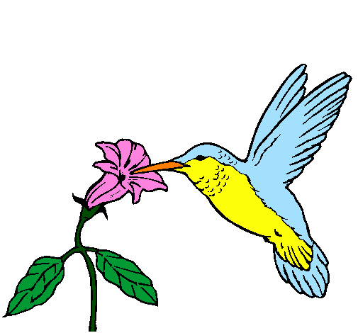 colibri et une fleur colorie par clemence