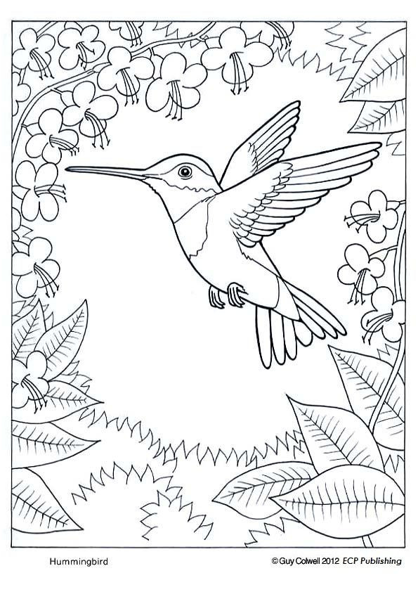 colibri a colorier