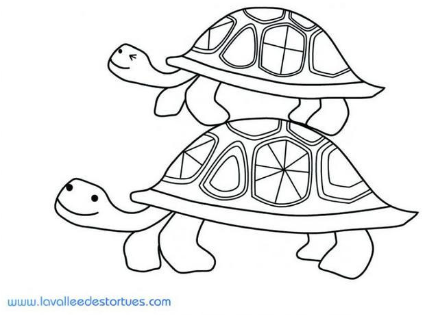 coloriage d un couple de tortues