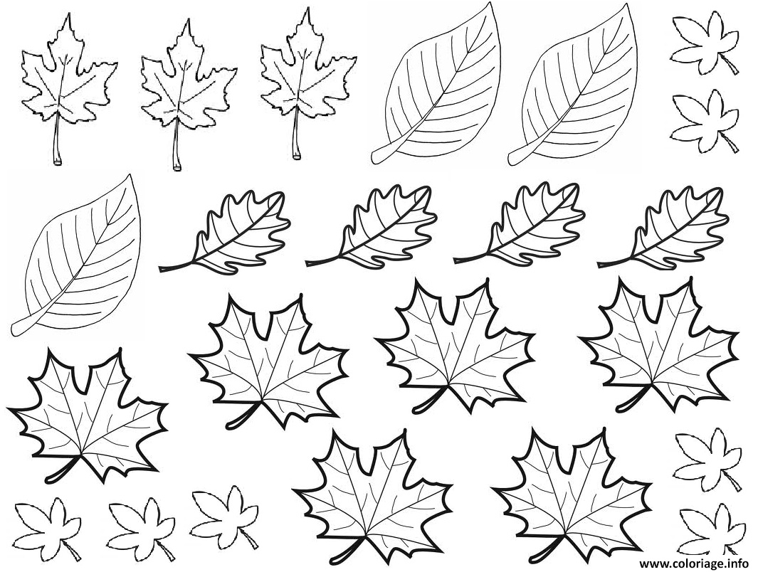 dessin automne feuilles coloriage