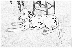 2584 coloriage patch b chien dalmatien
