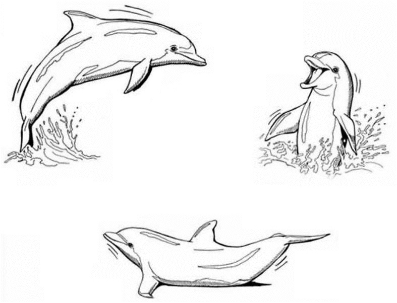 dessin de dauphin a imprimer