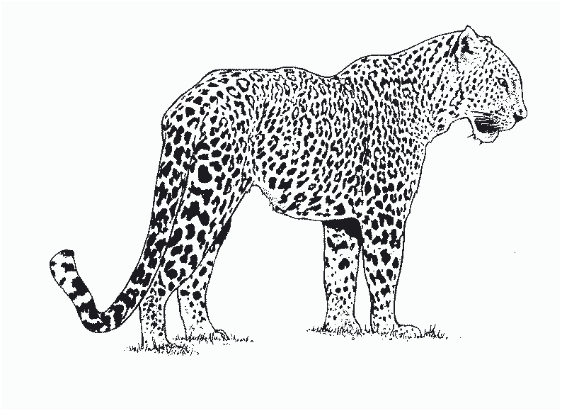 dessin a colorier a imprimer guepard