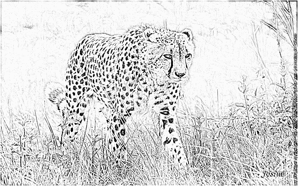 coloriage guepard n b 1 guepard
