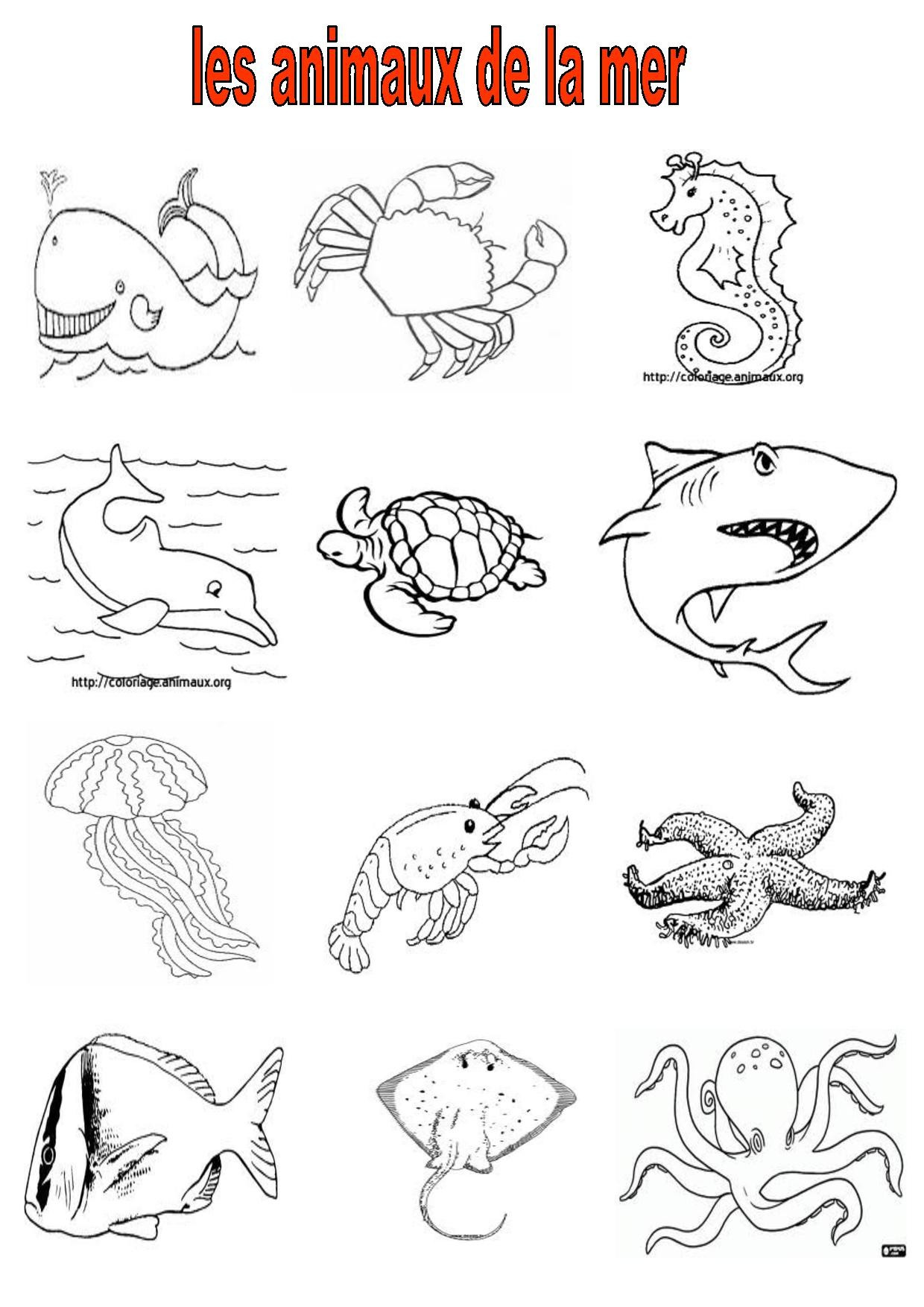 coloriage animaux de la mer in vocabulaire 2 ce cm2 imagiers les animaux de la mer