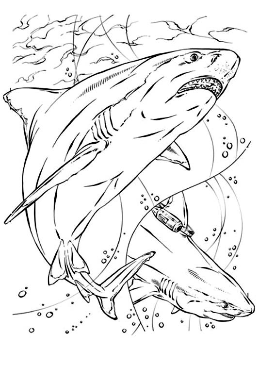 image=requins coloriage requin 9 1
