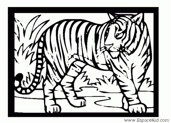 1305 tigre