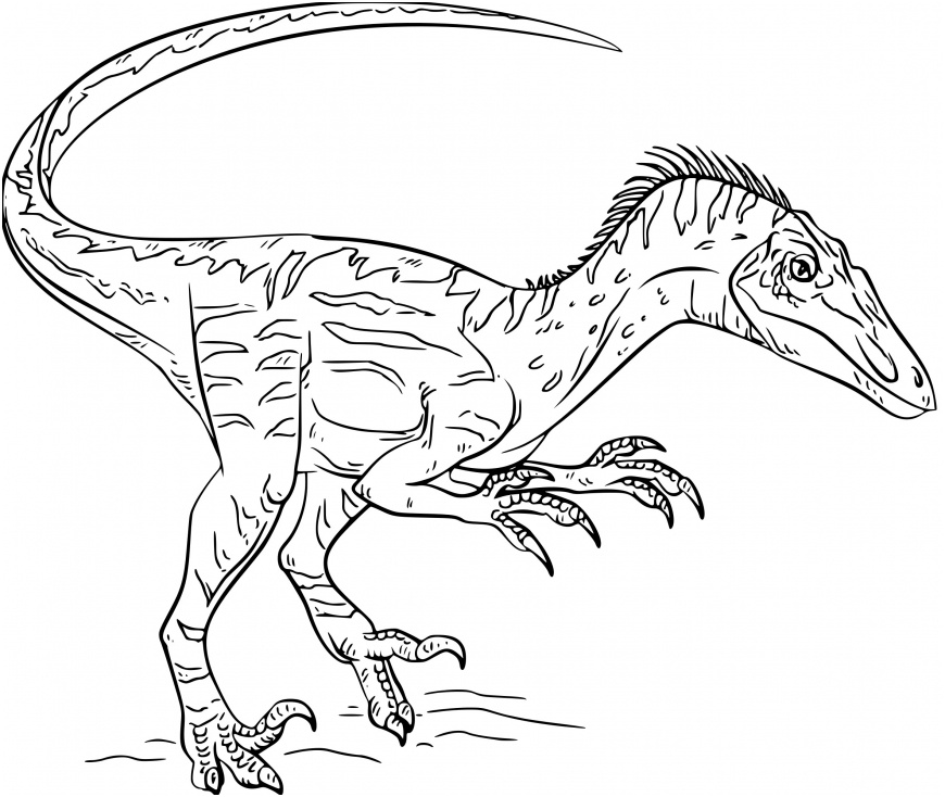 dinosaure velociraptor