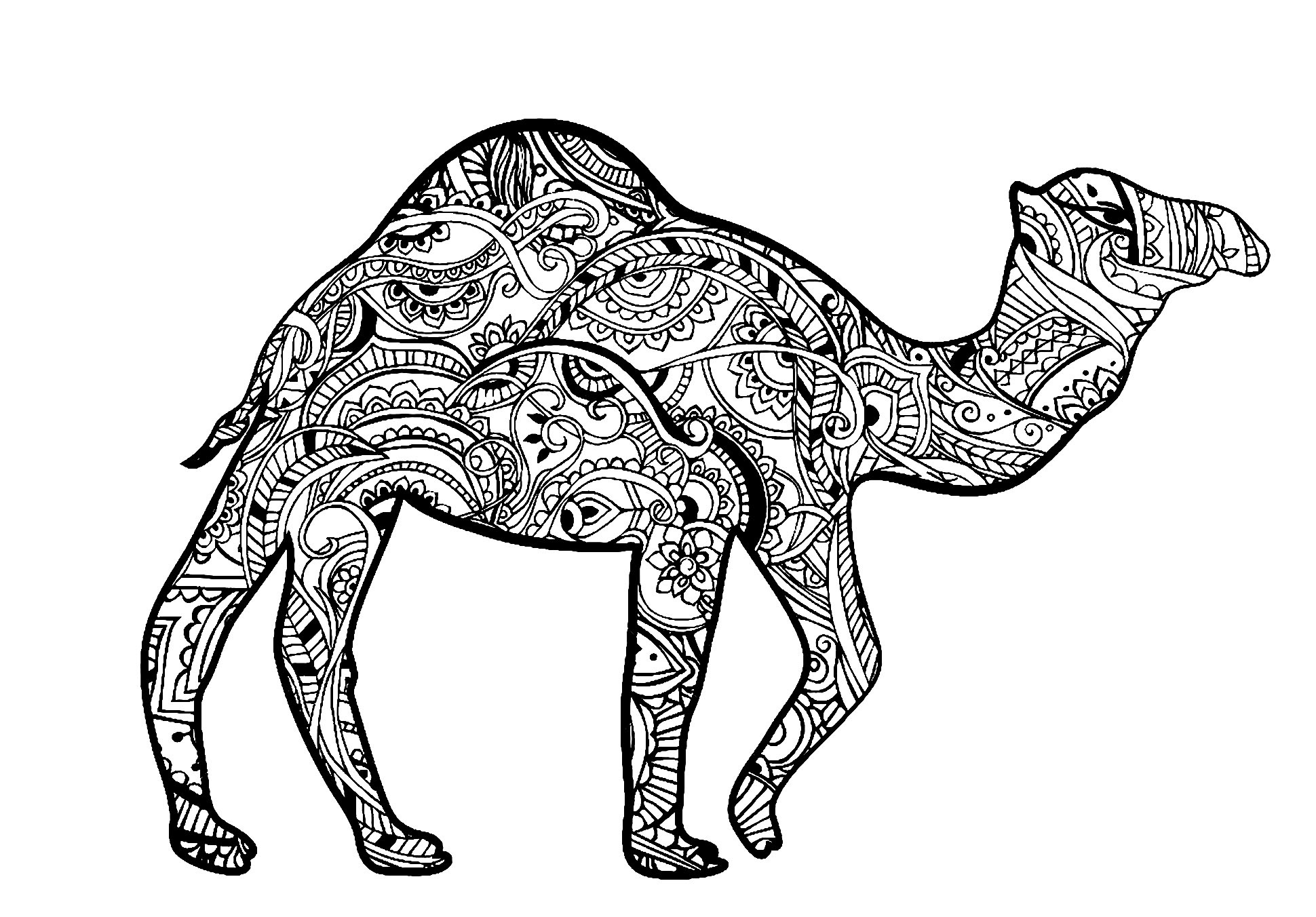 image=chameaux et dromadaires coloriage chameau zentangle 1