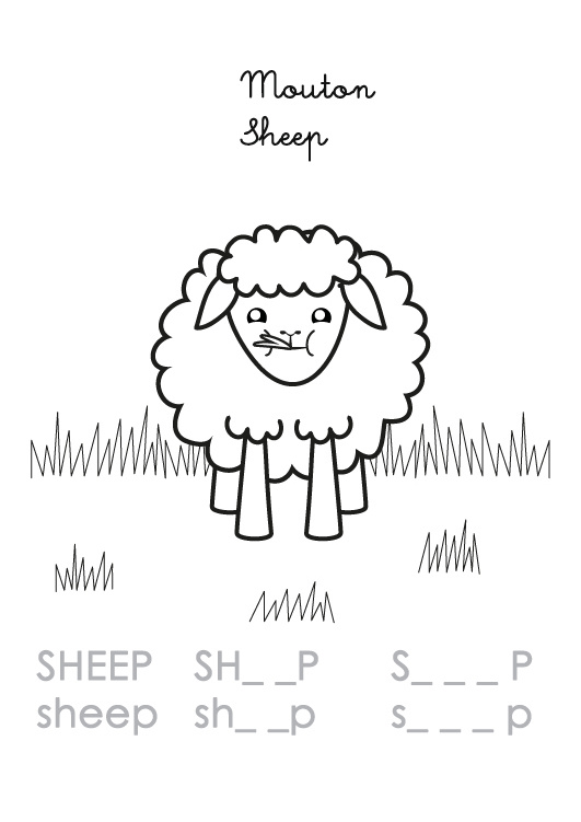 coloriage en anglais sheep mouton