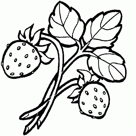 fraise fraisier fruit printemps colorier