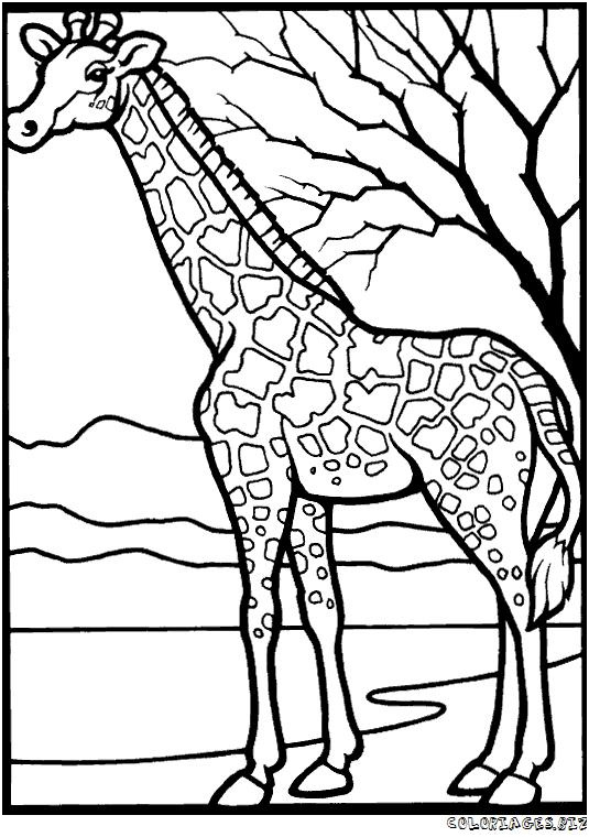coloriage girafe madagascar