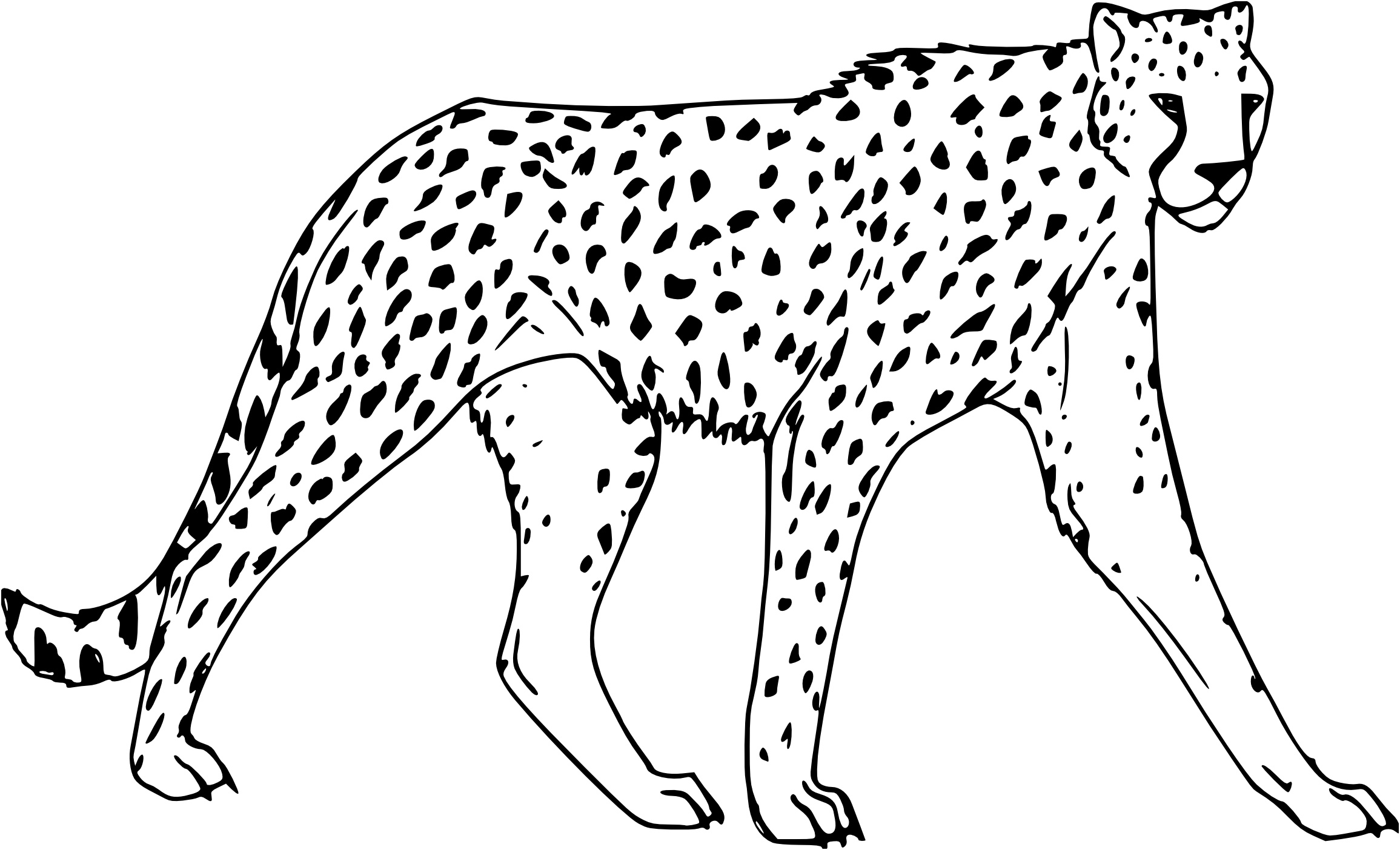 guepard