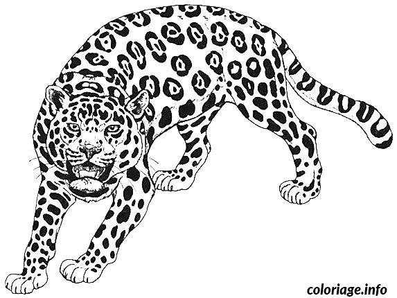 dessin d un guepard coloriage