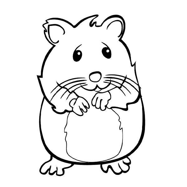 hamster timide 9831