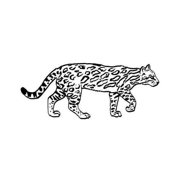 ocelot coloring page