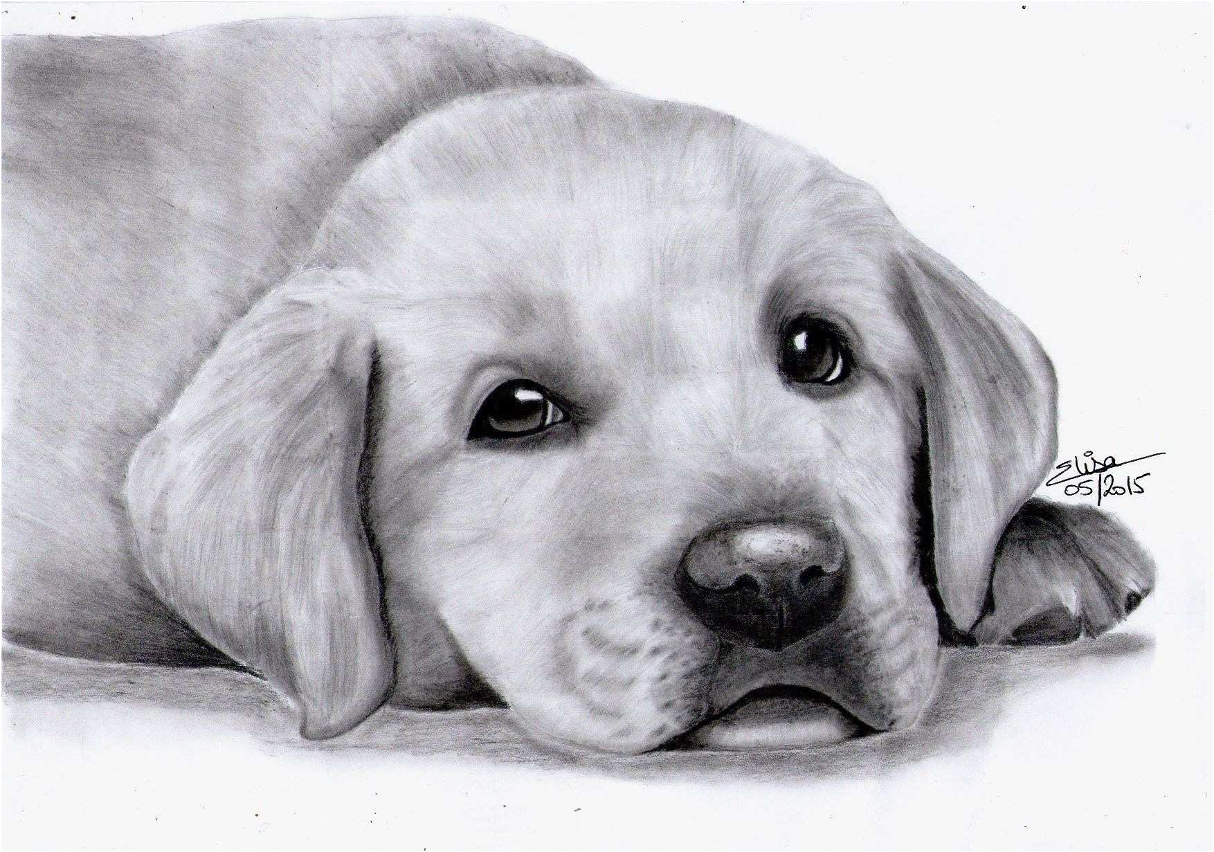 chien labrador coloriage dessin