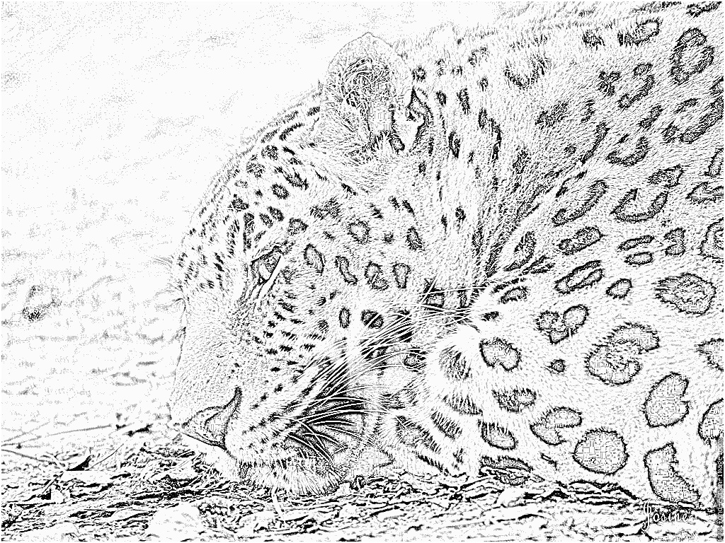 coloriage leopard 1 leopard