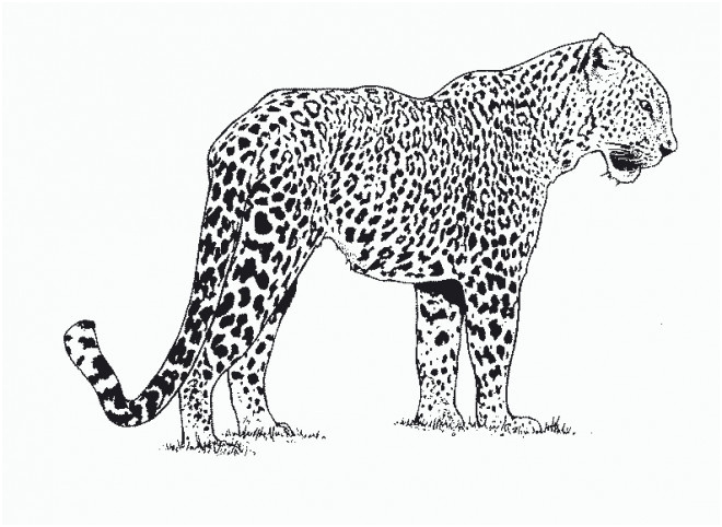 guepard d afrique 9802