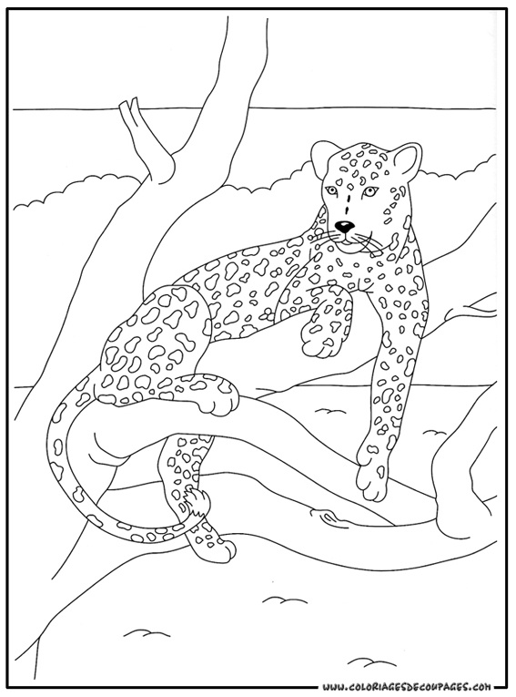 coloriage leopard coloriage 225 4