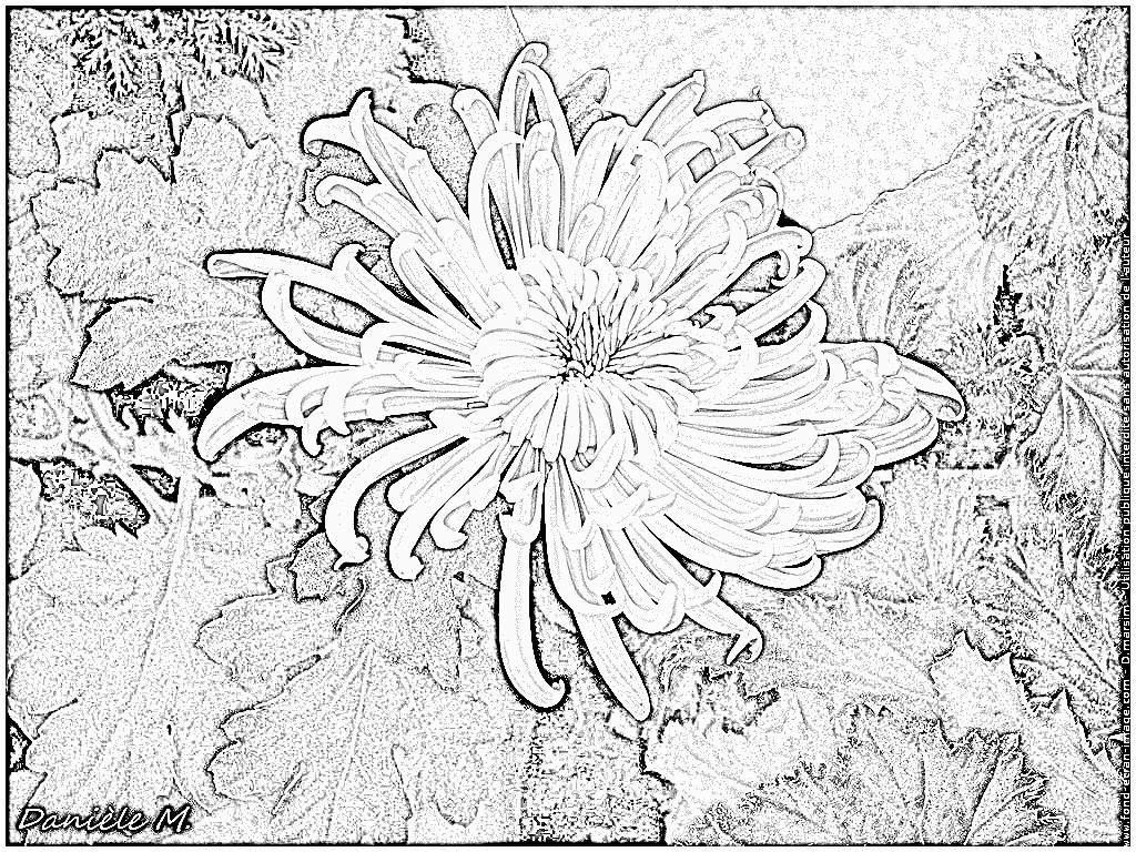 coloriage chrysantheme 010 noir et blanc fleur chrysantheme