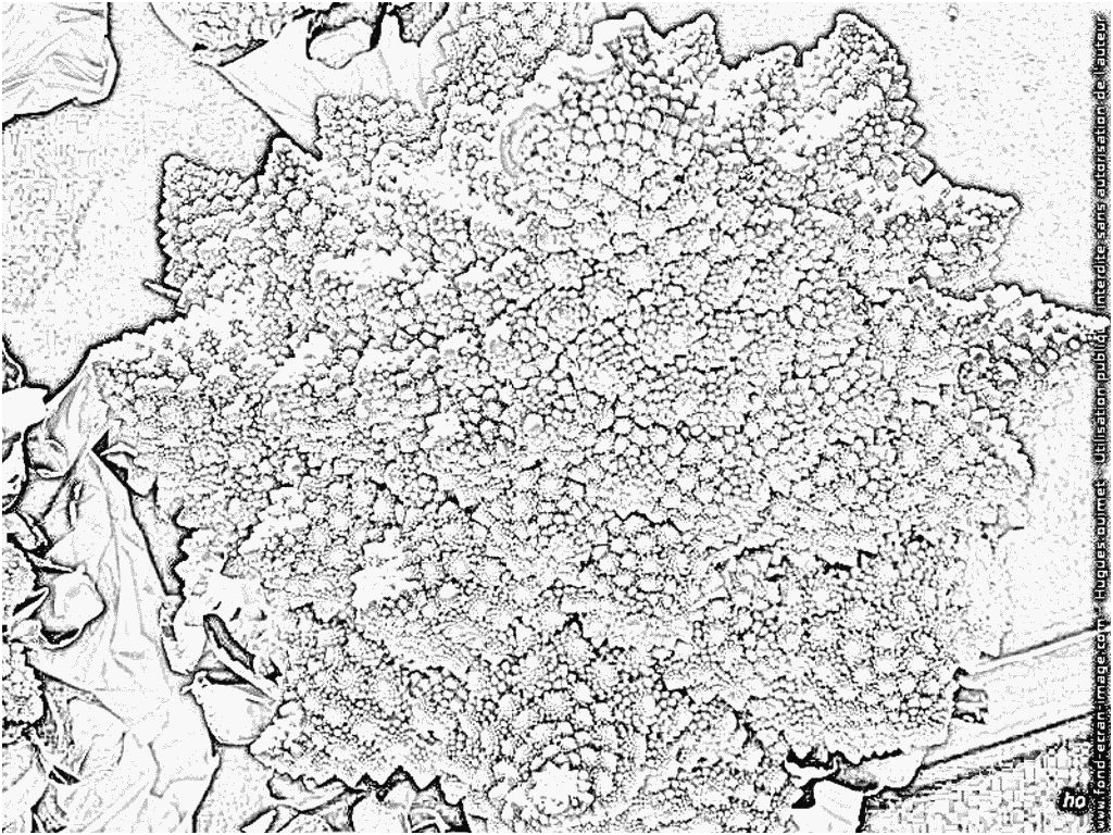 coloriage chou fleur romanesco et ses fractales legume chou
