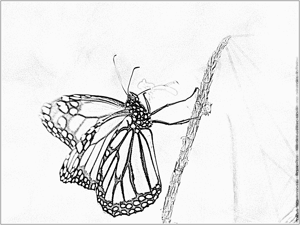 coloriage monarque img 9280 papillon monarque