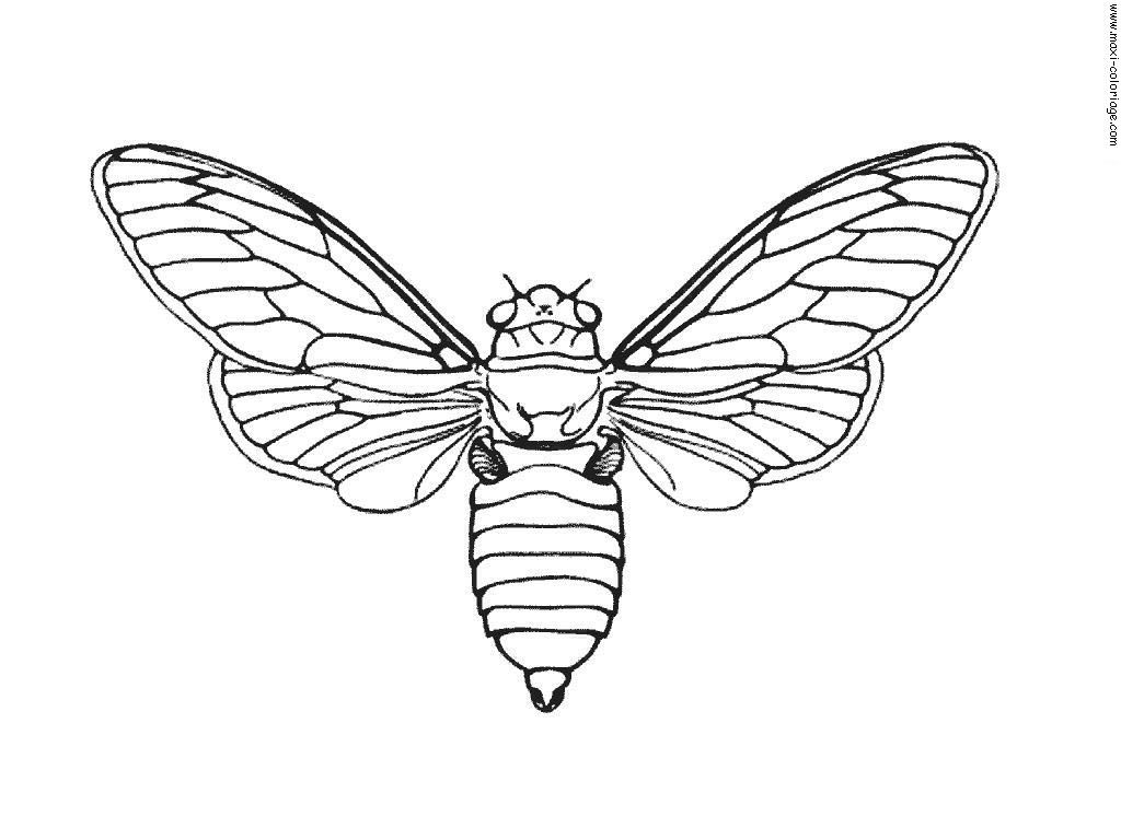 image=insects Coloring for kids insects 4657 1